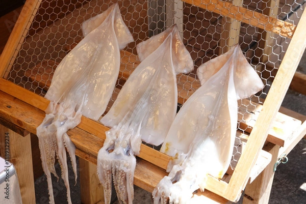 Obraz Drying squid for making dried seafood.