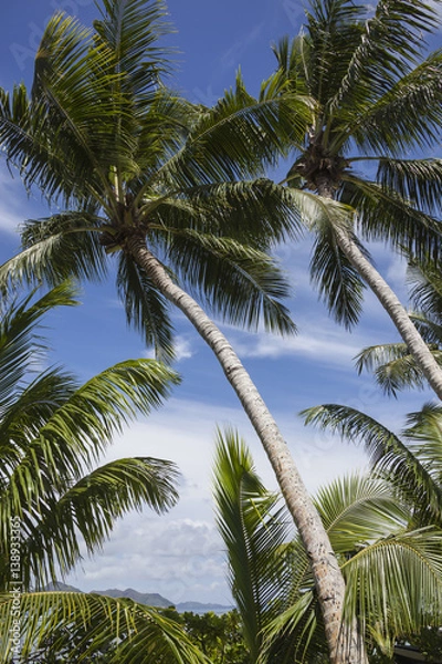 Fototapeta Beautiful palm trees on the sunny seashore on La Digue island, Seychelles