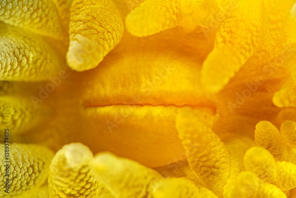 Obraz Yellow Parazoanthus, Parazoanhus axinellae. Çanakkale, Türkiye.