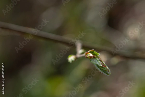 Obraz Newly budding tree branch. Fruit tree budding in spring.