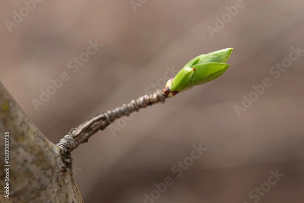 Obraz Newly budding tree branch. Fruit tree budding in spring.