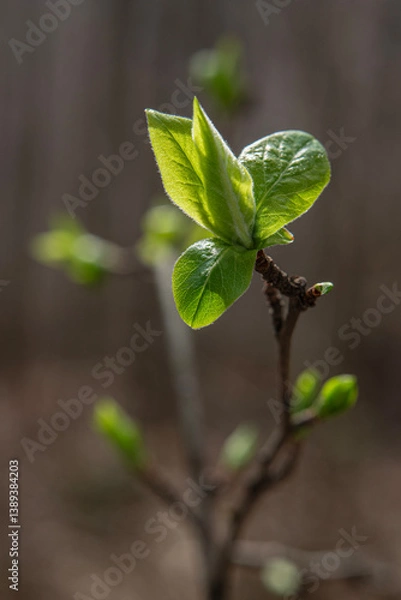 Obraz Newly budding tree branch. Fruit tree budding in spring.