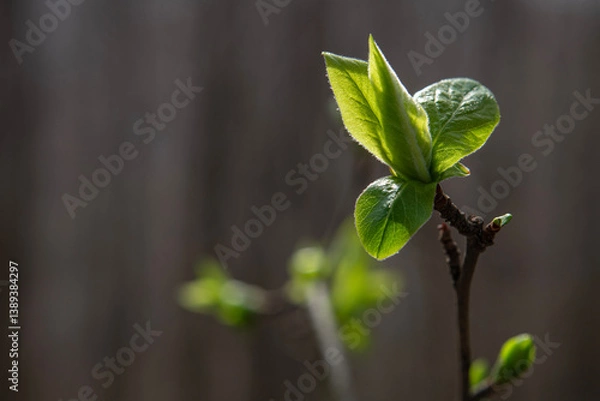 Obraz Newly budding tree branch. Fruit tree budding in spring.