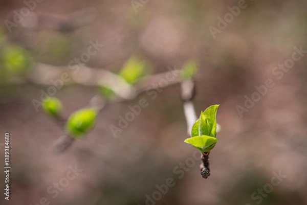 Obraz Newly budding tree branch. Fruit tree budding in spring.