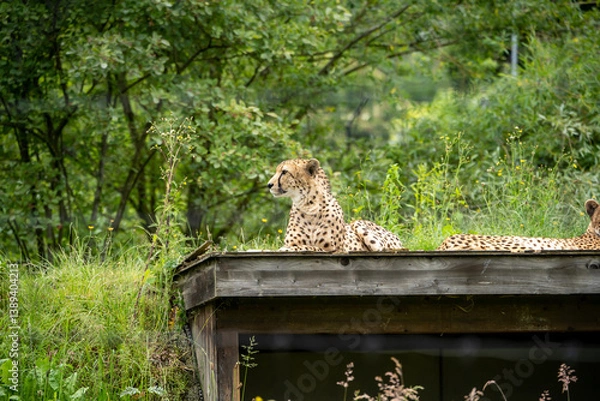 Obraz lion cub in a tree