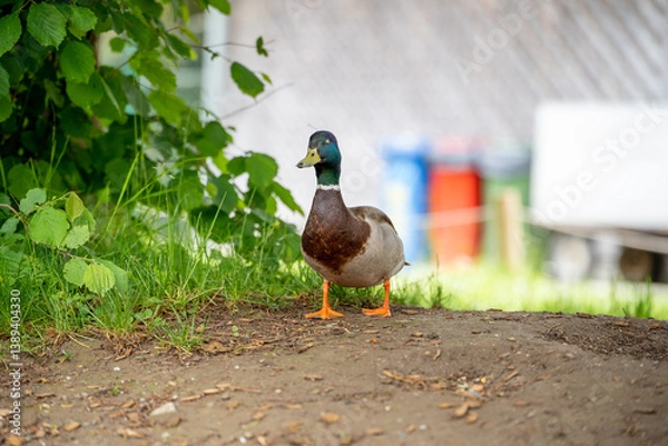 Obraz duck on the grass