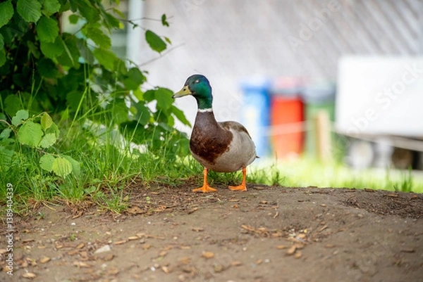 Obraz duck on the grass