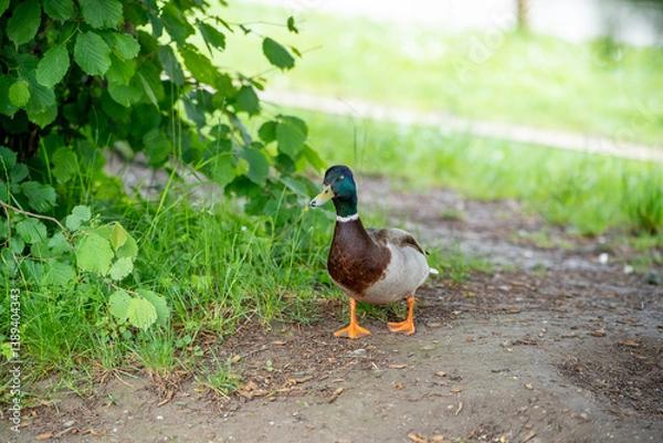 Obraz duck in the grass