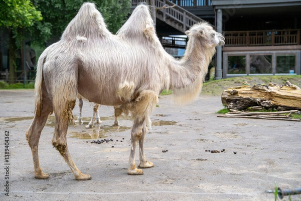 Obraz camel in the desert