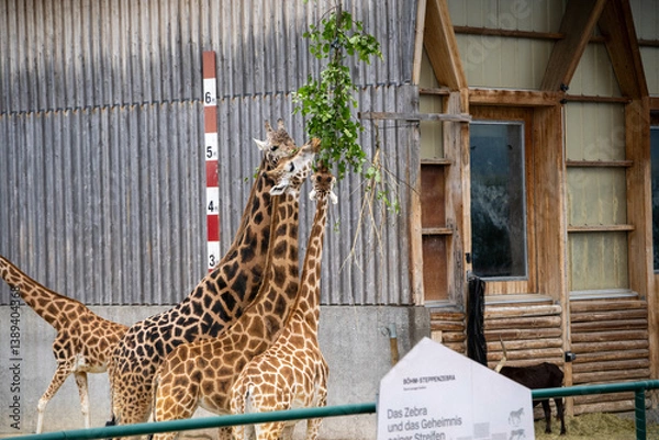 Obraz giraffe in zoo