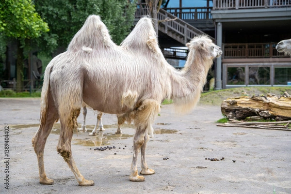 Obraz camel in the desert