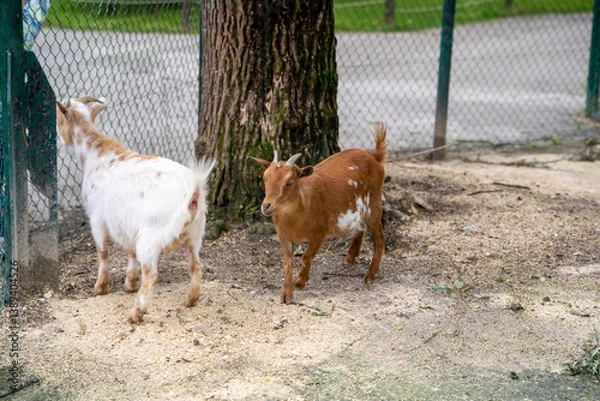 Obraz goat on the farm