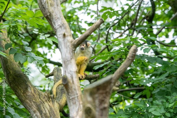 Obraz Monkey on a tree