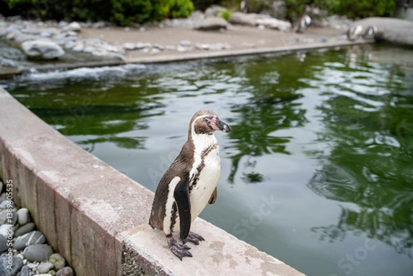 Obraz penguin in the water