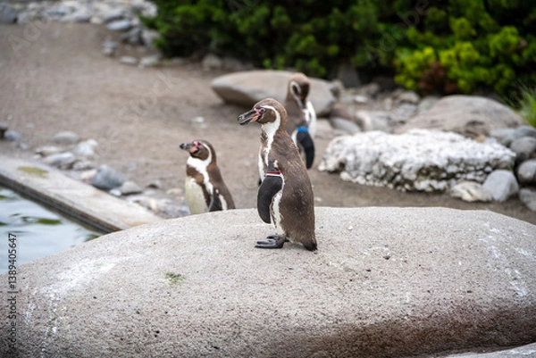 Obraz penguin on the rocks