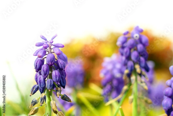 Fototapeta ムスカリ