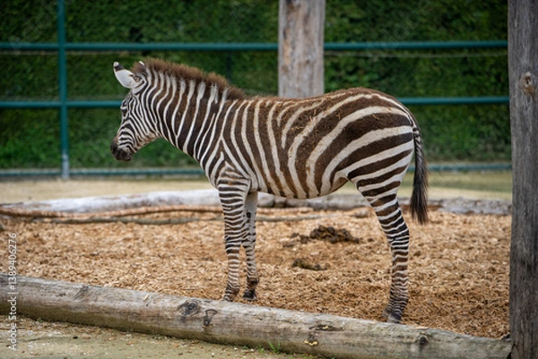 Obraz Zebra