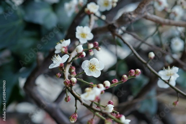 Fototapeta 春に咲く梅の花