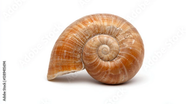 Fototapeta beautiful spiral shell with smooth, glossy surface and warm orange brown hues, showcasing intricate natural patterns. This shell represents beauty of marine life and nature artistry