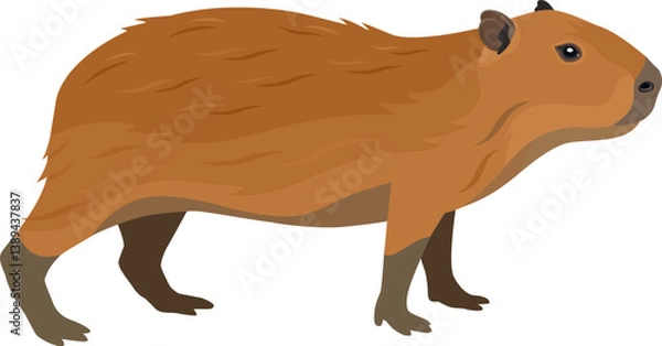 Fototapeta Capybara Vector illustration Isolated object.eps