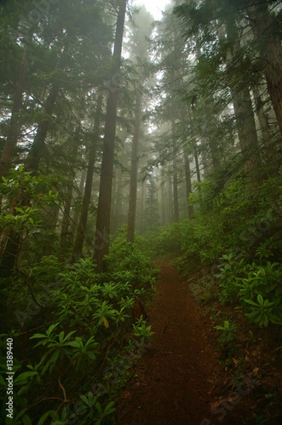 Fototapeta pacific northwest forest