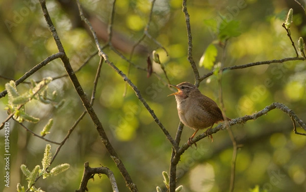 Fototapeta Singing wren bird