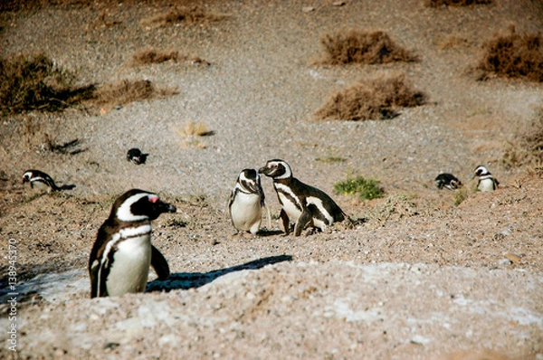 Obraz Landscape in Peninsula Valdes