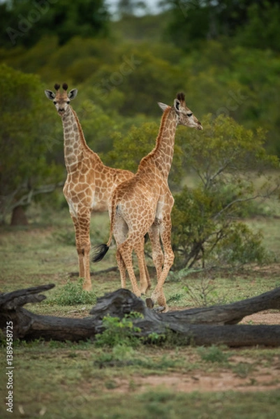 Obraz Two young giraffe standing next to each other in the bush