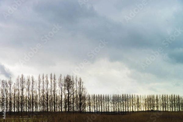 Fototapeta メタセコイヤの並木　冬