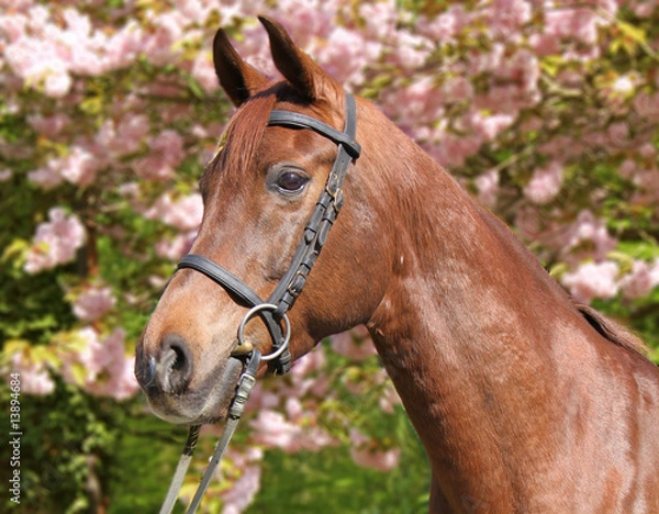 Obraz Vollblutaraber