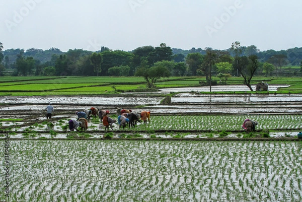 Obraz Image of people working in rice fields in India.