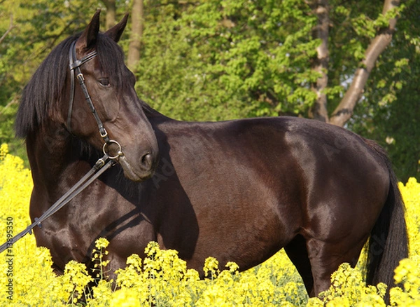 Obraz Rappe im Rapsfeld