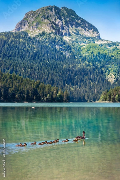 Fototapeta Montenergo nature landscape. Duck with ducklings in Black Lake against Meded Peak. Premium tourist attraction of the Durmitor National Park area.