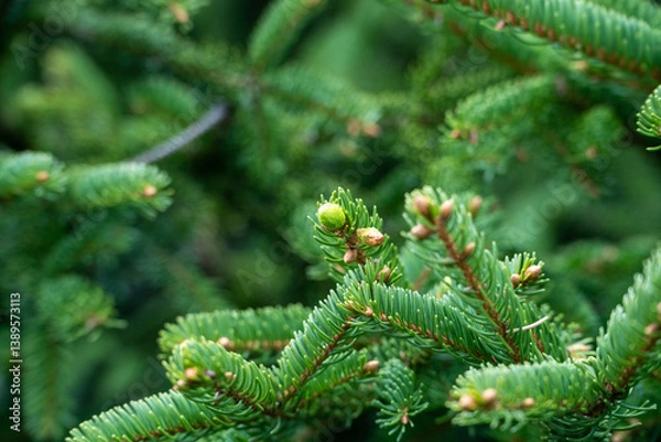 Obraz fir tree branches