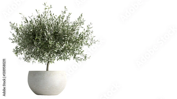 Fototapeta Olive Tree in Pot on Transparent Background: Elegant and Stylish Botanical Home Decor Portrait