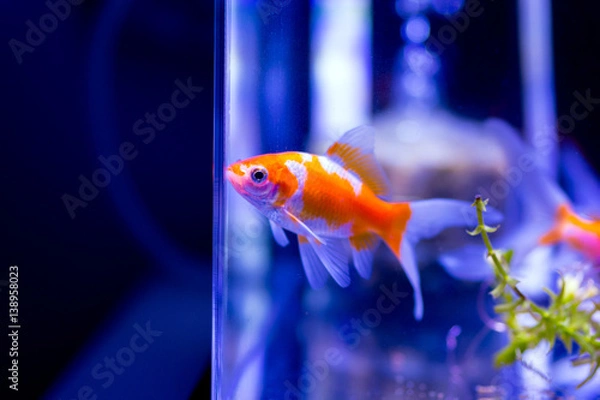 Fototapeta 水槽の金魚