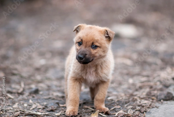 Obraz A little street puppy. Homeless puppy