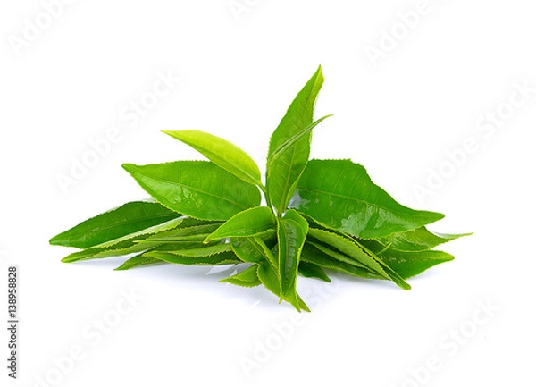 Obraz green tea leaf isolated on white background