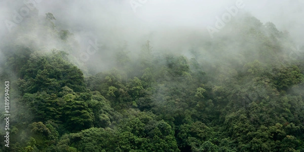 Fototapeta aerial view of mist in the rainforest after rain 