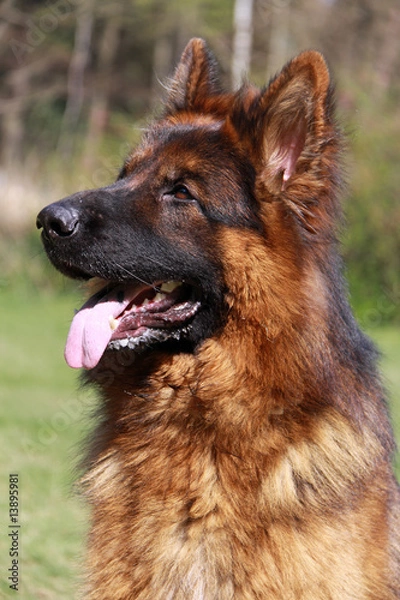 Obraz deutscher schäferhund