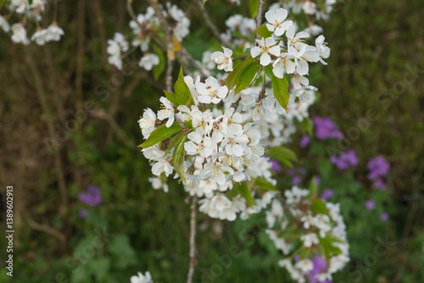 Fototapeta Kirschblüte