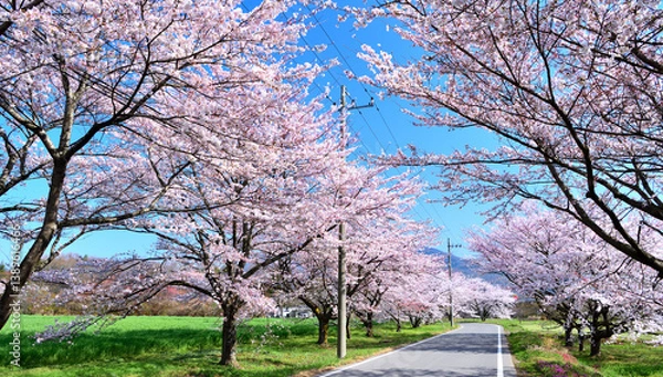 Fototapeta 栃木県那須塩原市　満開の桜
