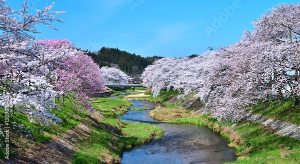 Fototapeta 福島県石川郡石川町　満開の桜と今出川