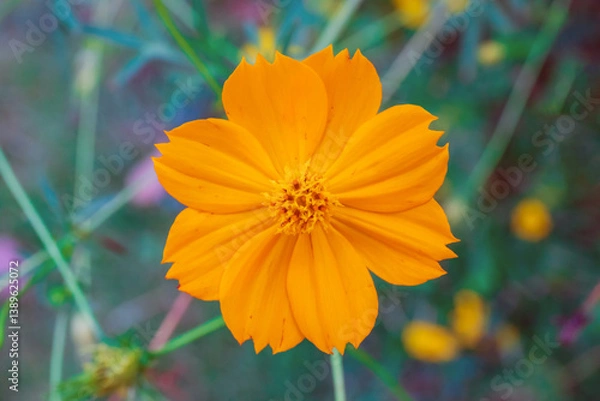Fototapeta Yelllow camomile or chamomile flower with yellow pollen in macro shot.