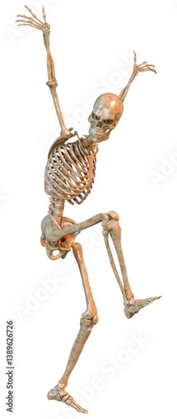 Obraz 3D Rendering Human Skeleton on White