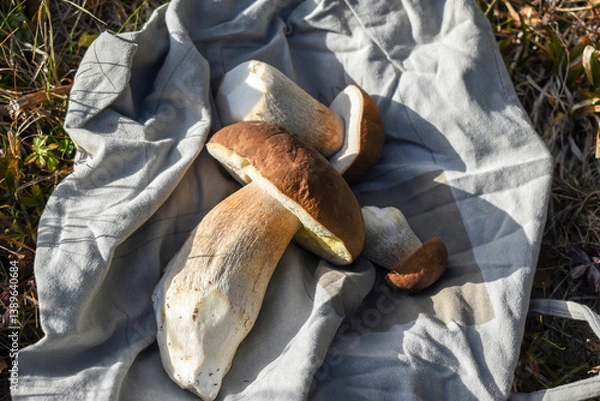Fototapeta Porcini mushroom (Boletus edulis) on a gray cloth bag in the grass, mushroom picking
