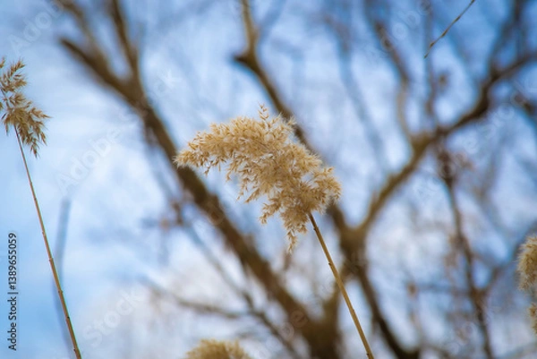 Obraz willow branches in the wind