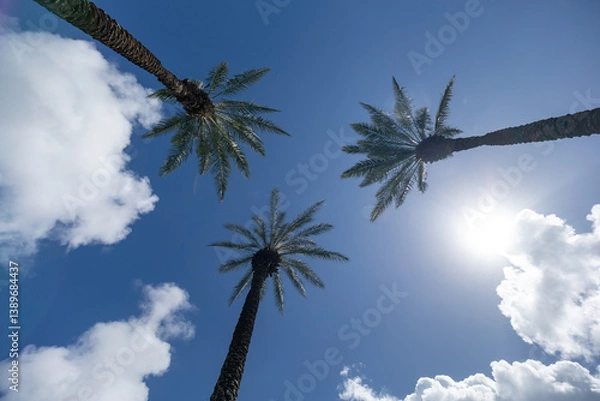 Obraz Three palm tree against the backdrop of the sunlight in blue sky