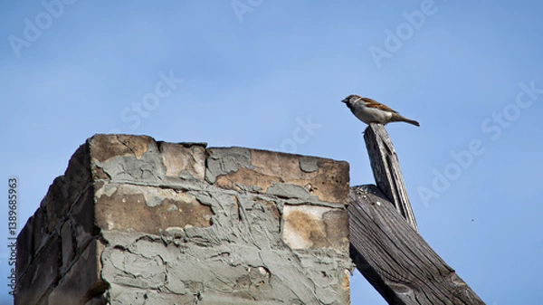 Obraz bird on the rock