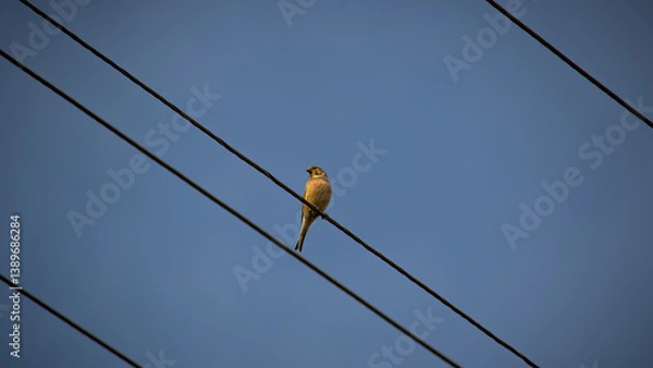 Obraz high voltage wires bird